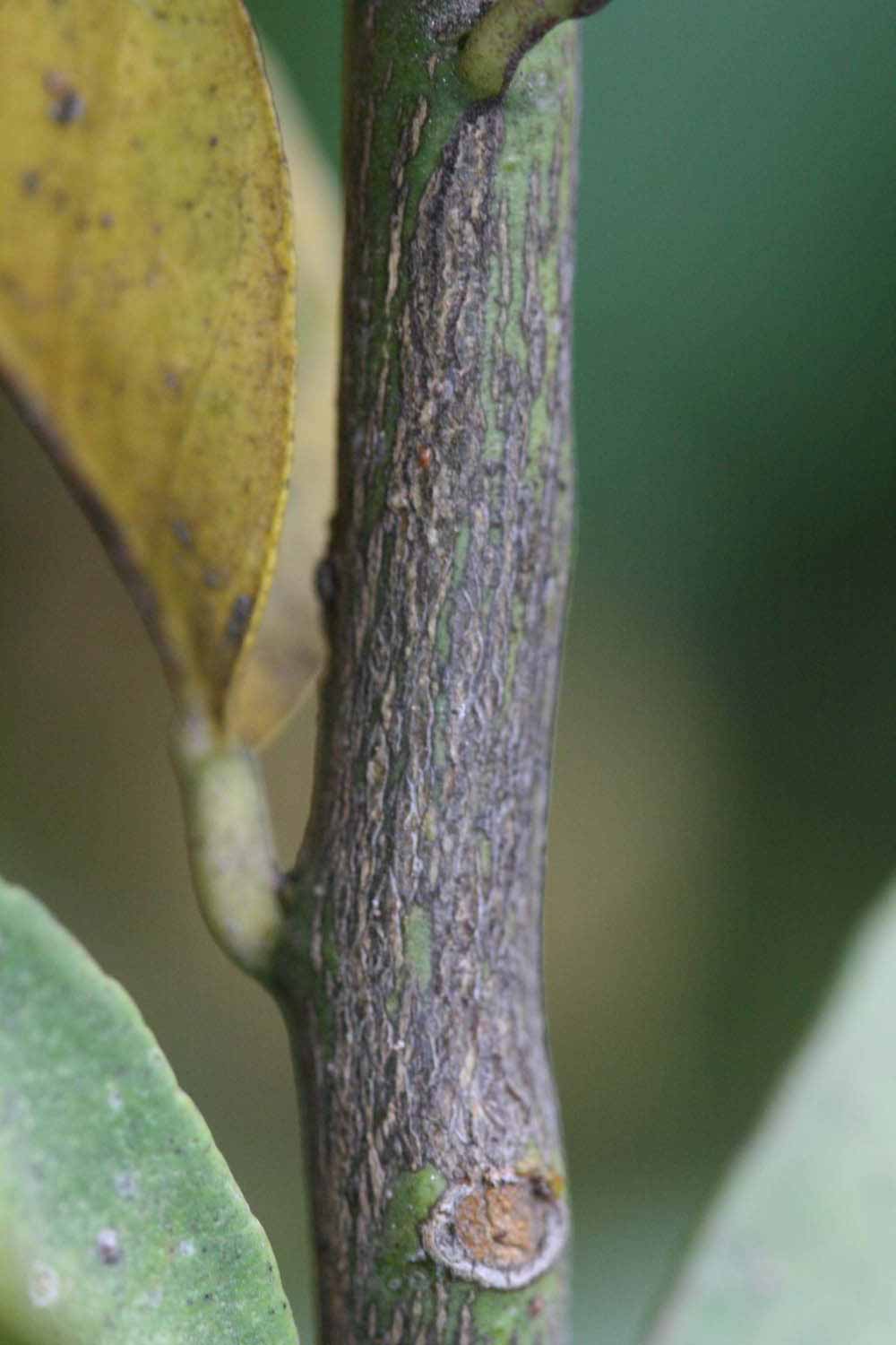              Second - third year twig (Limoneira, Riverside, CA)       